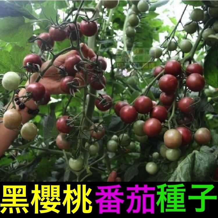 🍅㊣【我會發芽】黑櫻桃番茄種子 蕃茄 台灣改良品種 聖女果 味甜 易栽好活 陽台盆栽 20~30粒/包-細節圖3