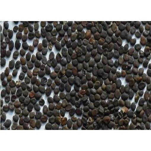 🌱㊣黃耆種子 蒙古黃芪 (多年生) 滋補強身 珍貴中藥植物 生津止渴 調整體質 精神旺盛 養顏美容 幫助入睡 可盆栽-細節圖2