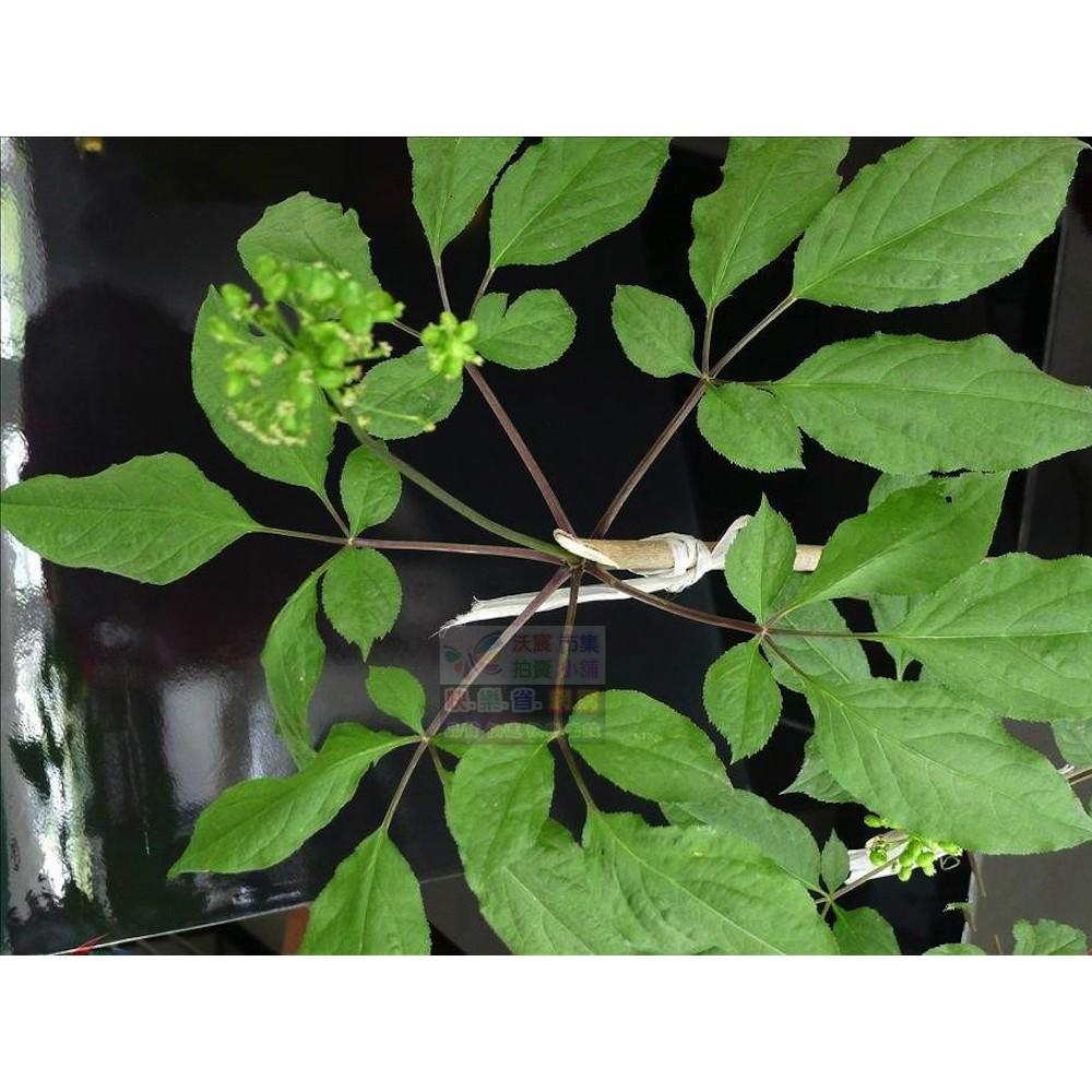 🌱㊣野山參種子 山蔘種子 土精神草 滋補強身 口氣芬芳 生津止渴 調整體質 精神旺盛 養顏美容 幫助入睡-細節圖2