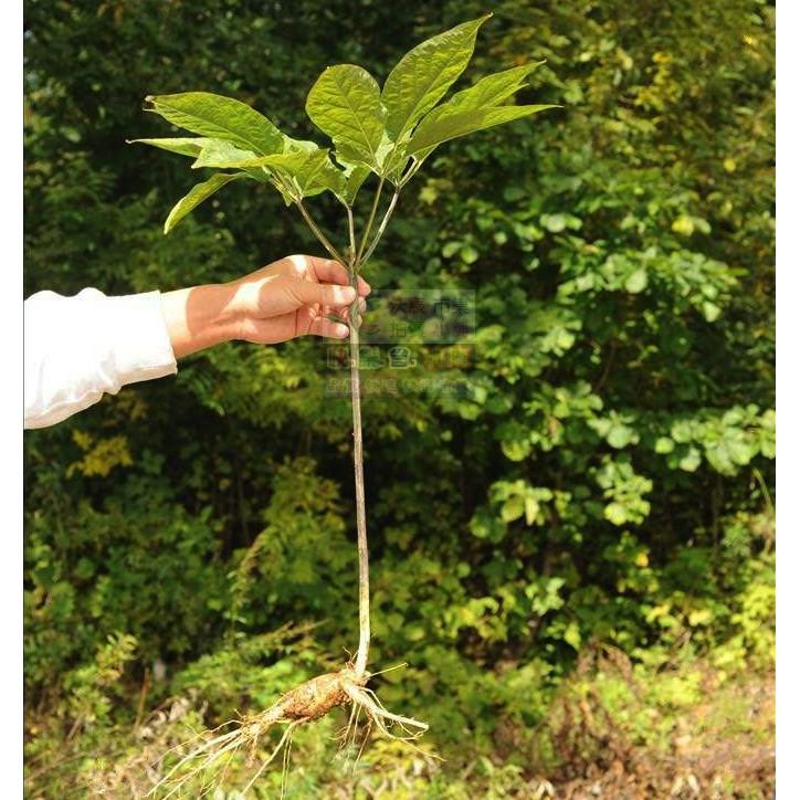 🌱㊣野山參種子 山蔘種子 土精神草 滋補強身 口氣芬芳 生津止渴 調整體質 精神旺盛 養顏美容 幫助入睡-細節圖3