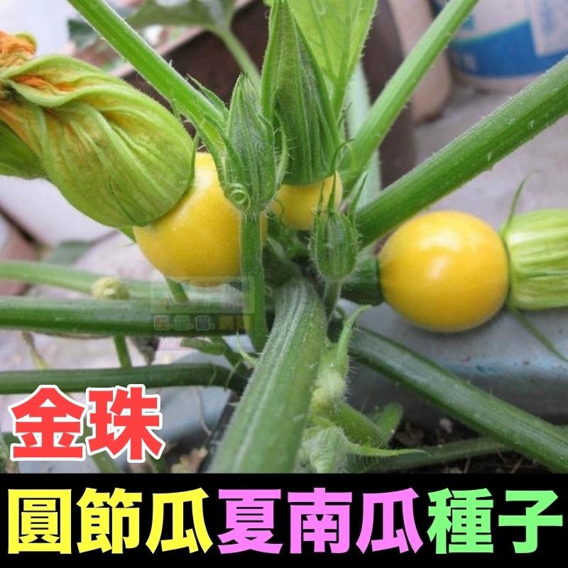 🍈【我愛發芽】櫛瓜 圓形夏南瓜 圓節瓜 種子 產量很高 收成很快 脆嫩爽口 清香甘甜 四季都可種植 可以盆栽 陽台-細節圖2