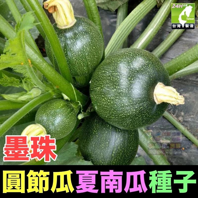 🍈【我愛發芽】櫛瓜 圓形夏南瓜 圓節瓜 種子 產量很高 收成很快 脆嫩爽口 清香甘甜 四季都可種植 可以盆栽 陽台-細節圖3