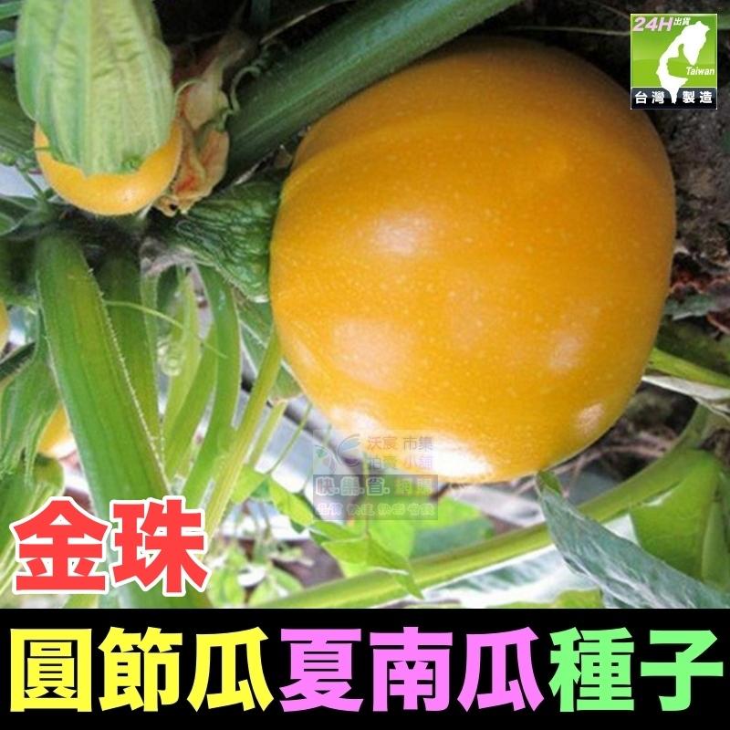 🍈【我愛發芽】櫛瓜 圓形夏南瓜 圓節瓜 種子 產量很高 收成很快 脆嫩爽口 清香甘甜 四季都可種植 可以盆栽 陽台-細節圖4