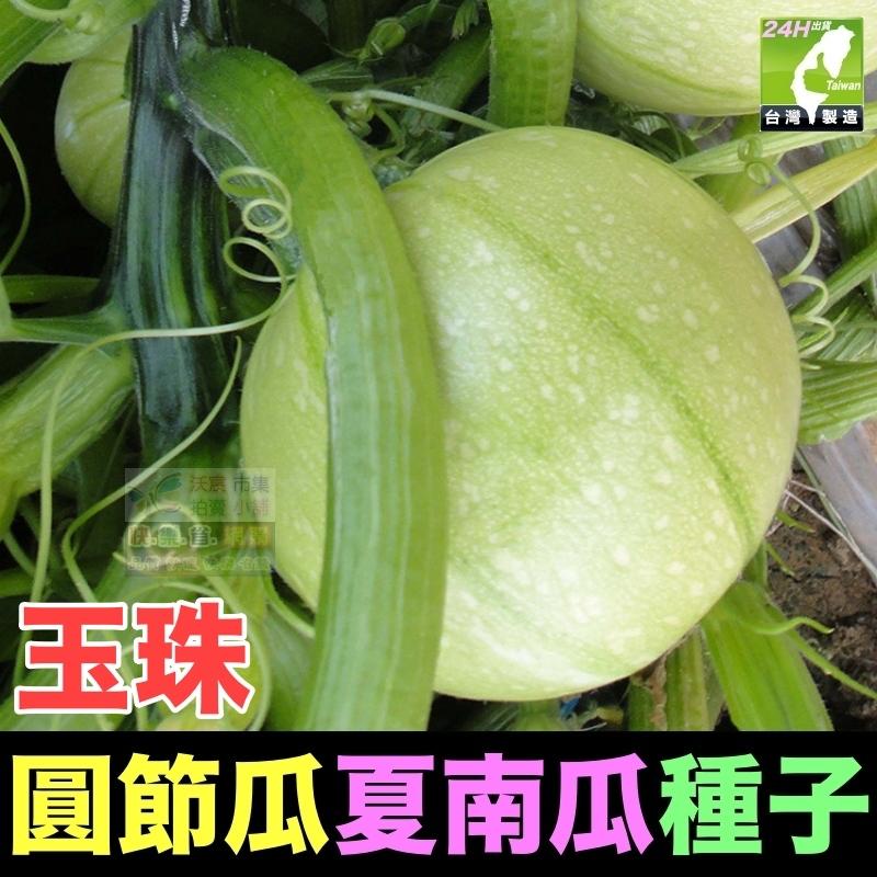 🍈【我愛發芽】櫛瓜 圓形夏南瓜 圓節瓜 種子 產量很高 收成很快 脆嫩爽口 清香甘甜 四季都可種植 可以盆栽 陽台-細節圖5