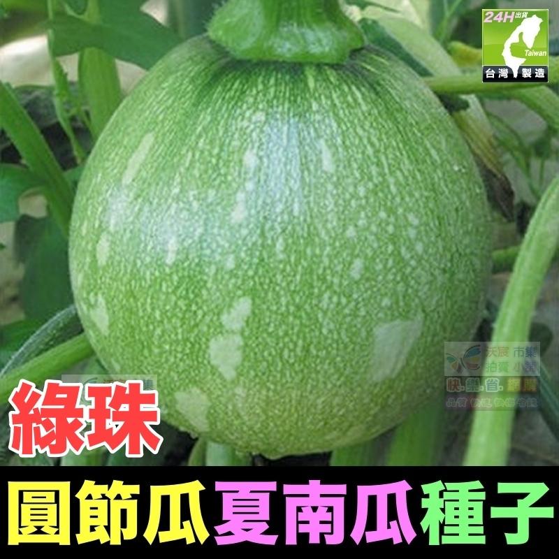 🍈【我愛發芽】櫛瓜 圓形夏南瓜 圓節瓜 種子 產量很高 收成很快 脆嫩爽口 清香甘甜 四季都可種植 可以盆栽 陽台-細節圖6