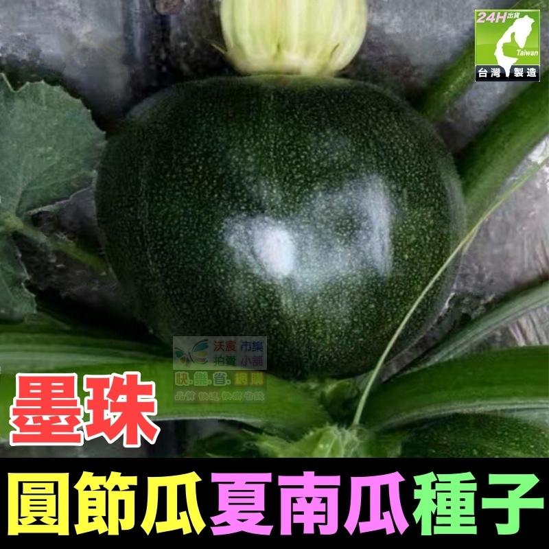 🍈【我愛發芽】櫛瓜 圓形夏南瓜 圓節瓜 種子 產量很高 收成很快 脆嫩爽口 清香甘甜 四季都可種植 可以盆栽 陽台-細節圖7