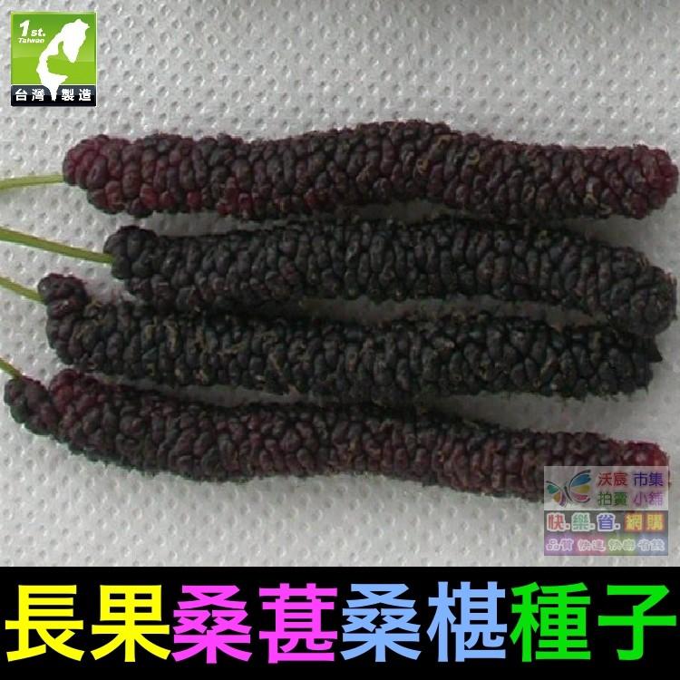 🍇㊣【我想發芽】水果種子 長果桑葚 桑椹 種子 四季長果桑 桑棗桑葚子 產量高 可釀酒 泡酒 (約20粒/包)50元-細節圖3
