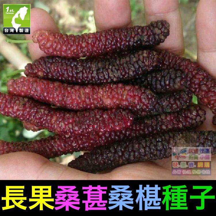 🍇㊣【我想發芽】水果種子 長果桑葚 桑椹 種子 四季長果桑 桑棗桑葚子 產量高 可釀酒 泡酒 (約20粒/包)50元-細節圖4