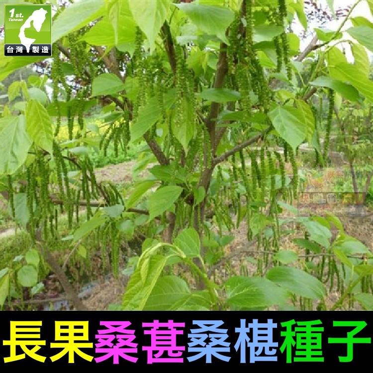 🍇㊣【我想發芽】水果種子 長果桑葚 桑椹 種子 四季長果桑 桑棗桑葚子 產量高 可釀酒 泡酒 (約20粒/包)50元-細節圖7