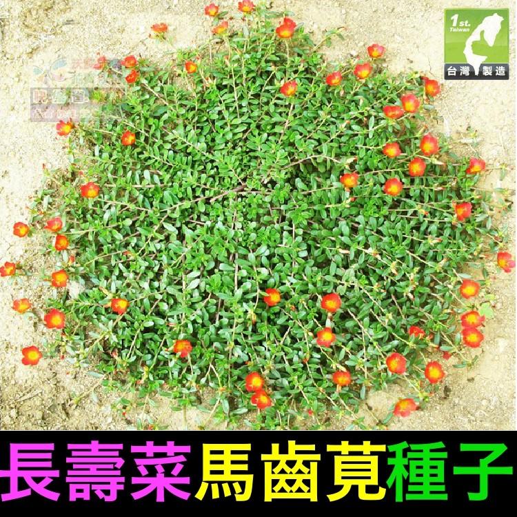 🌿㊣【我會發芽】 長壽菜 馬齒莧種子/種苗(大花牡丹種) 富含Omega3 Ω3 養生 長命菜 幫助消化排便順暢 可盆栽-細節圖3