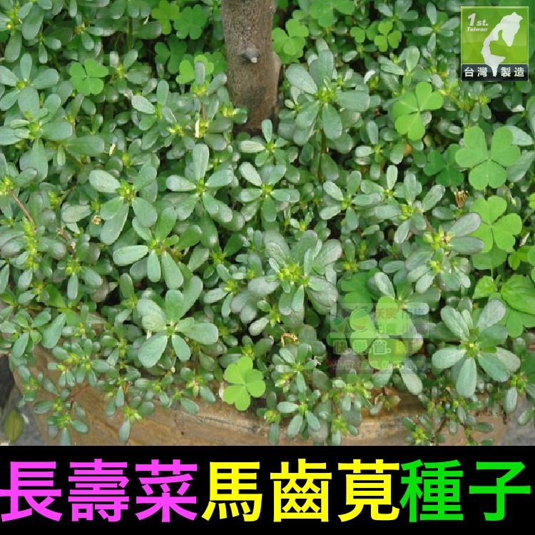 🌿㊣【我會發芽】 長壽菜 馬齒莧種子/種苗(大花牡丹種) 富含Omega3 Ω3 養生 長命菜 幫助消化排便順暢 可盆栽-細節圖4