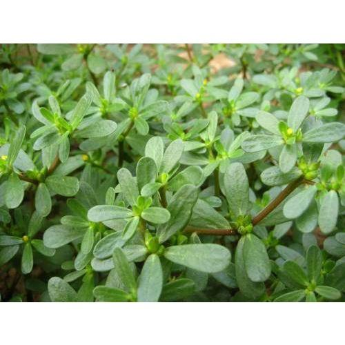 🌿㊣【我會發芽】 長壽菜 馬齒莧種子/種苗(大花牡丹種) 富含Omega3 Ω3 養生 長命菜 幫助消化排便順暢 可盆栽-細節圖8