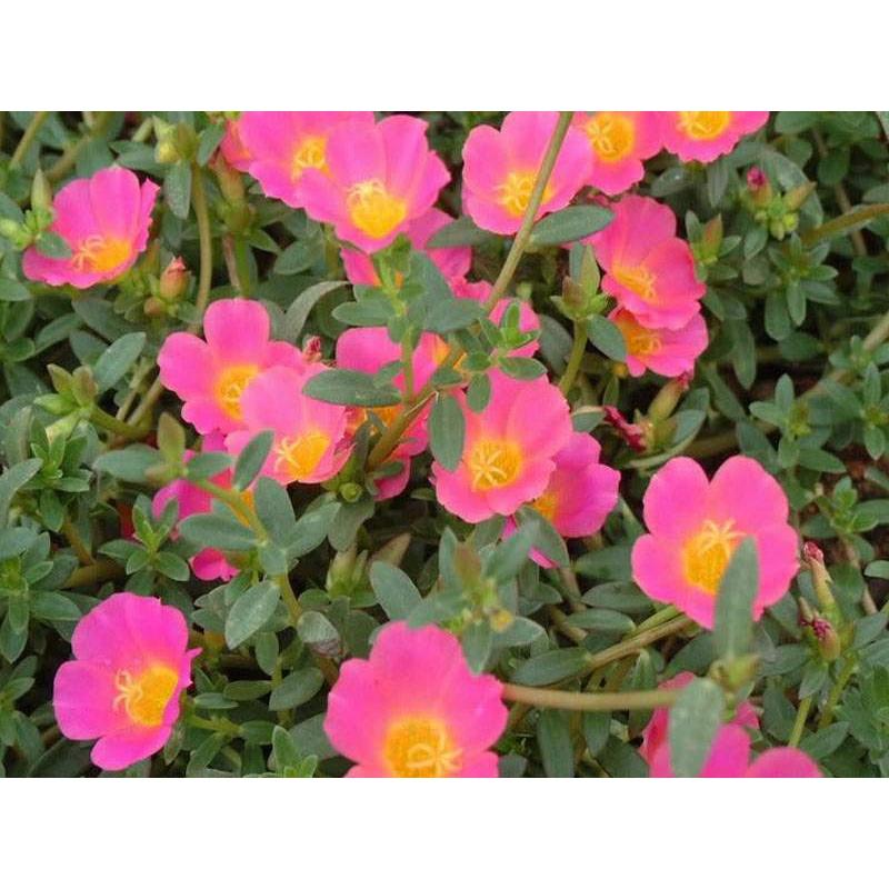 🌿㊣【我會發芽】 長壽菜 馬齒莧種子/種苗(大花牡丹種) 富含Omega3 Ω3 養生 長命菜 幫助消化排便順暢 可盆栽-細節圖9