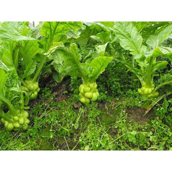 🥬【我會發芽】四川榨菜 種子 改良榨菜頭 口感清脆 抗病性強 高產 營養好吃 易栽好活 約30粒/包-細節圖3