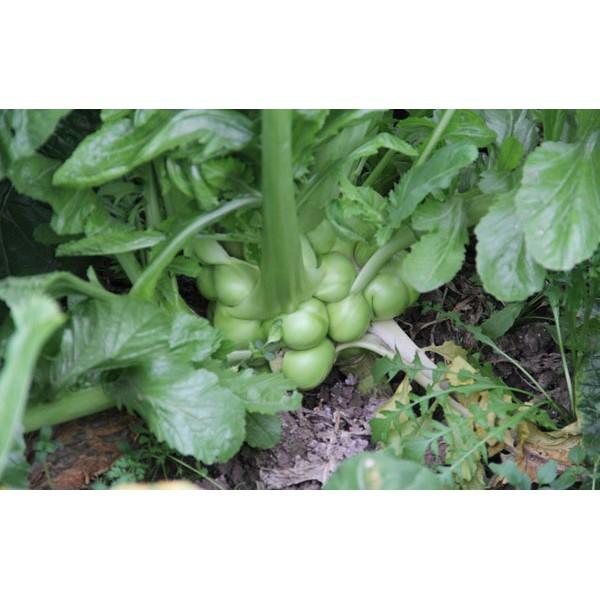 🥬【我會發芽】四川榨菜 種子 改良榨菜頭 口感清脆 抗病性強 高產 營養好吃 易栽好活 約30粒/包-細節圖4
