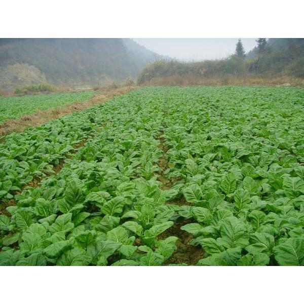 🥬【我會發芽】四川榨菜 種子 改良榨菜頭 口感清脆 抗病性強 高產 營養好吃 易栽好活 約30粒/包-細節圖5