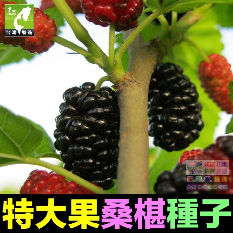 🍇㊣【我想發芽】水果種子 大果桑葚 桑椹 種子 四季大果桑 桑棗桑葚子 產量高 可釀酒 泡酒 (約20粒/包)30元-細節圖2