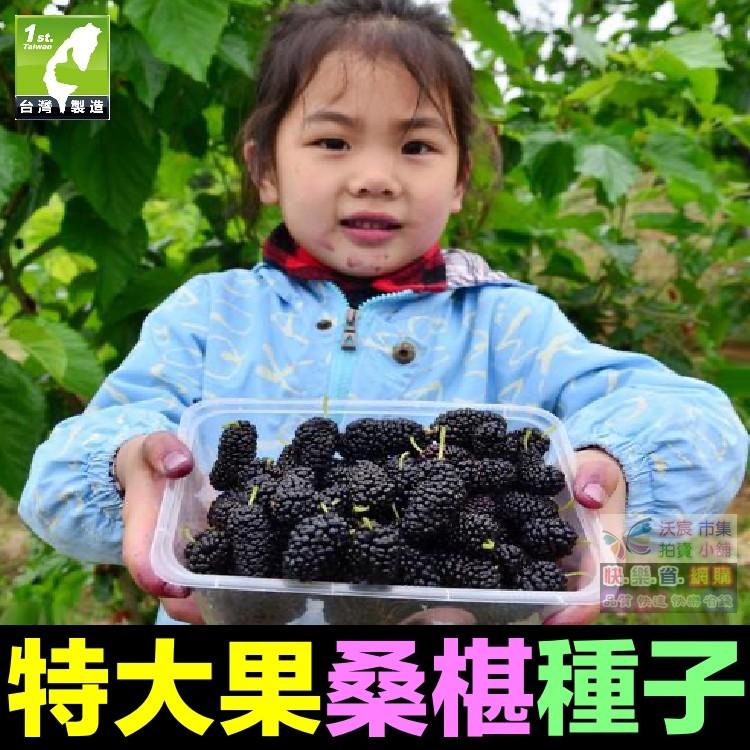🍇㊣【我想發芽】水果種子 大果桑葚 桑椹 種子 四季大果桑 桑棗桑葚子 產量高 可釀酒 泡酒 (約20粒/包)30元-細節圖3