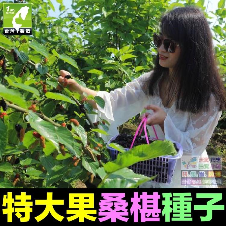 🍇㊣【我想發芽】水果種子 大果桑葚 桑椹 種子 四季大果桑 桑棗桑葚子 產量高 可釀酒 泡酒 (約20粒/包)30元-細節圖4