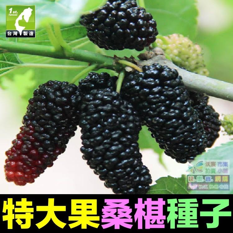 🍇㊣【我想發芽】水果種子 大果桑葚 桑椹 種子 四季大果桑 桑棗桑葚子 產量高 可釀酒 泡酒 (約20粒/包)30元-細節圖5