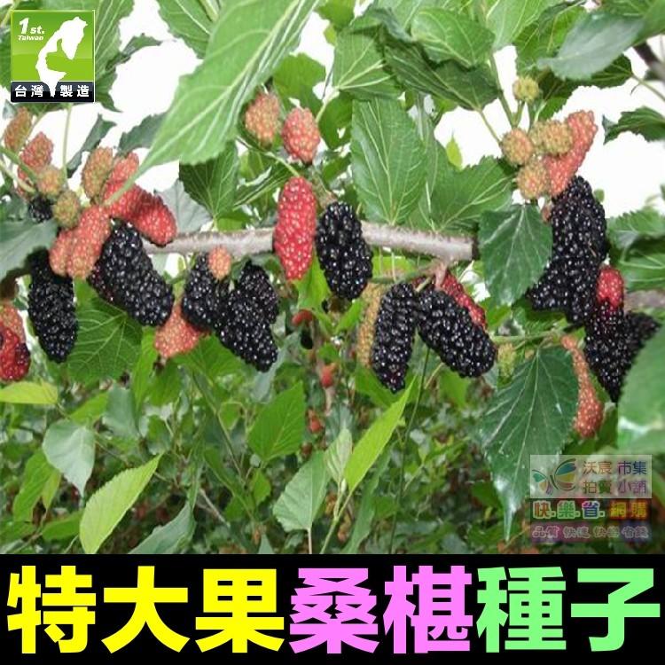 🍇㊣【我想發芽】水果種子 大果桑葚 桑椹 種子 四季大果桑 桑棗桑葚子 產量高 可釀酒 泡酒 (約20粒/包)30元-細節圖6