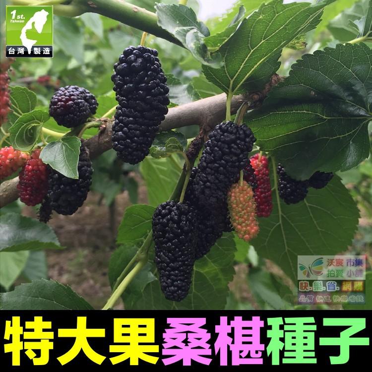 🍇㊣【我想發芽】水果種子 大果桑葚 桑椹 種子 四季大果桑 桑棗桑葚子 產量高 可釀酒 泡酒 (約20粒/包)30元-細節圖7