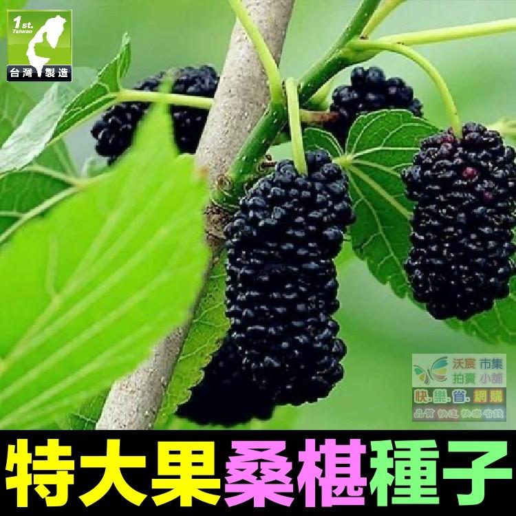 🍇㊣【我想發芽】水果種子 大果桑葚 桑椹 種子 四季大果桑 桑棗桑葚子 產量高 可釀酒 泡酒 (約20粒/包)30元-細節圖8