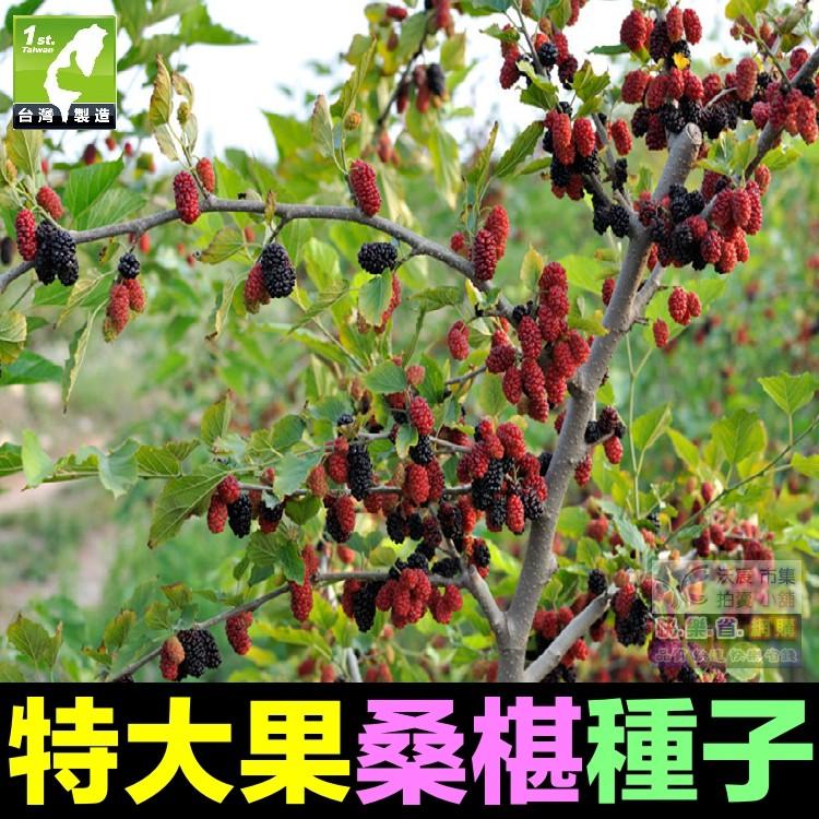 🍇㊣【我想發芽】水果種子 大果桑葚 桑椹 種子 四季大果桑 桑棗桑葚子 產量高 可釀酒 泡酒 (約20粒/包)30元-細節圖9