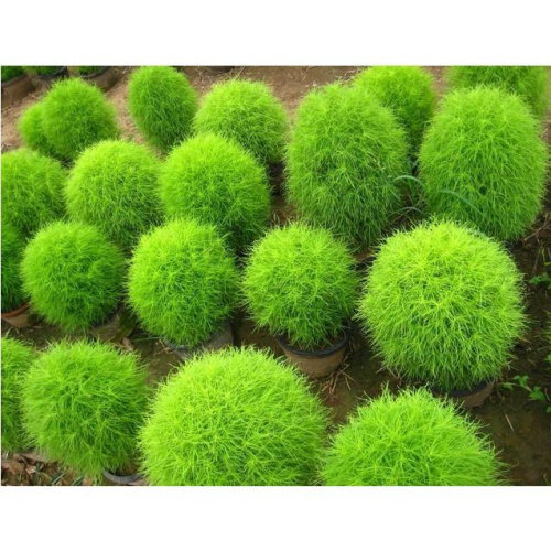 🌳㊣【我想發芽】地膚種子 掃帚苗 孔雀松 落帚 營養美味好吃 入秋泛紅 易栽好活 陽台盆栽 - 沃宸市集國際拍賣商場 - iOPEN Mall