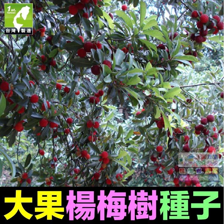 🍒㊣【我會發芽】大果楊梅種子 楊梅樹籽 樹莓 家庭盆栽庭院地栽水果樹 易栽好活 陽台盆栽 5粒/包 30元-細節圖2