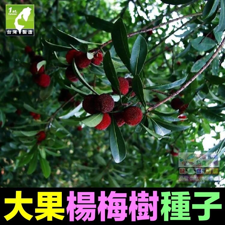 🍒㊣【我會發芽】大果楊梅種子 楊梅樹籽 樹莓 家庭盆栽庭院地栽水果樹 易栽好活 陽台盆栽 5粒/包 30元-細節圖3
