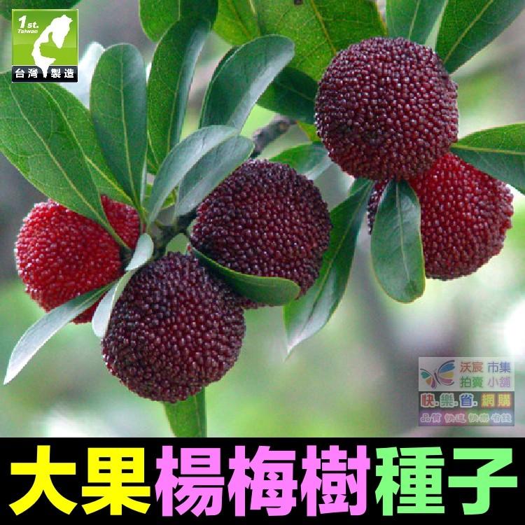🍒㊣【我會發芽】大果楊梅種子 楊梅樹籽 樹莓 家庭盆栽庭院地栽水果樹 易栽好活 陽台盆栽 5粒/包 30元-細節圖4