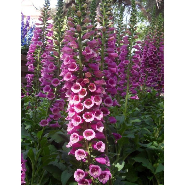 💐 【我想發芽】花卉種子 毛地黃 種子 吊鐘花 自由鐘 金鐘 洋地黃 約60粒/50元-細節圖2