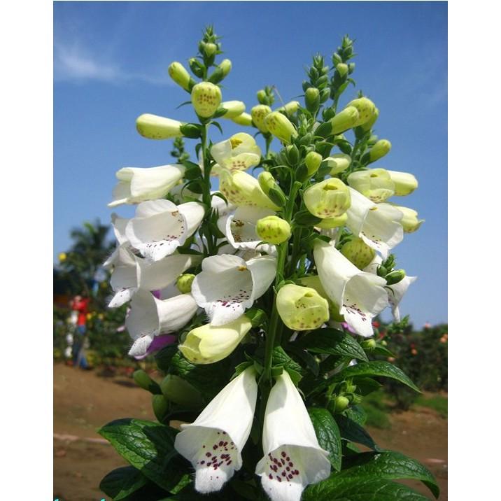 💐 【我想發芽】花卉種子 毛地黃 種子 吊鐘花 自由鐘 金鐘 洋地黃 約60粒/50元-細節圖4