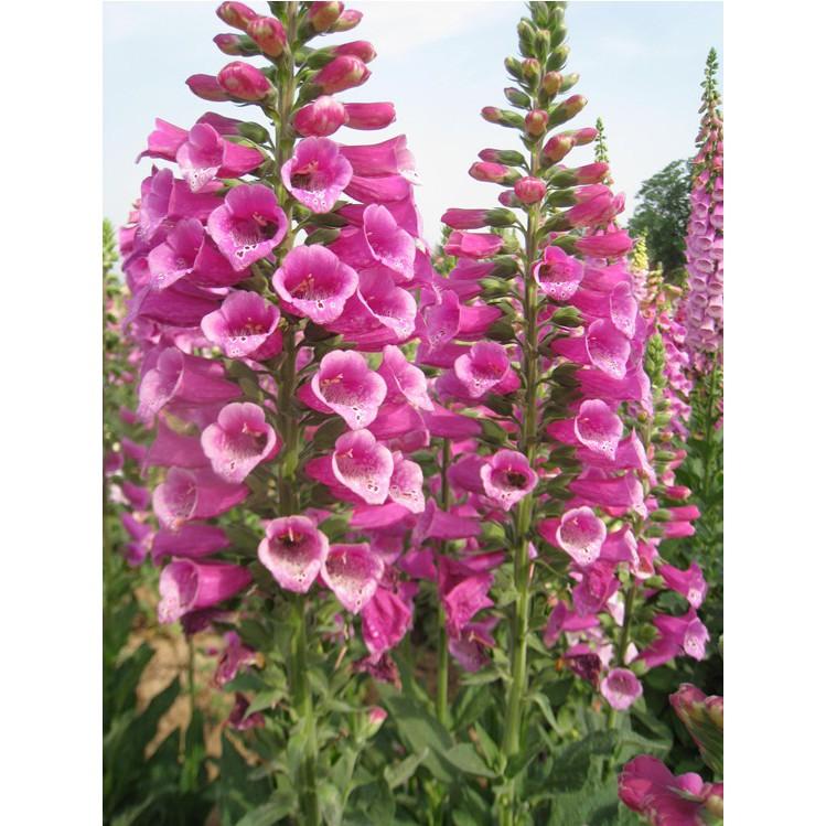 💐 【我想發芽】花卉種子 毛地黃 種子 吊鐘花 自由鐘 金鐘 洋地黃 約60粒/50元-細節圖5