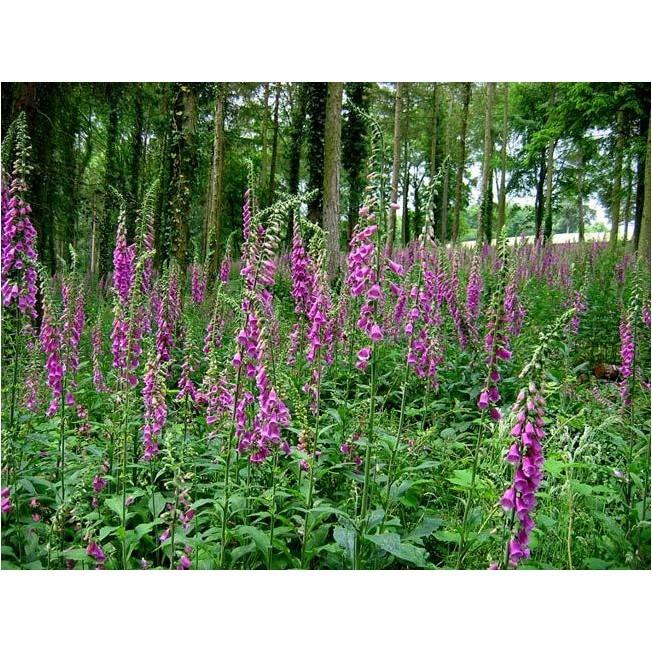 💐 【我想發芽】花卉種子 毛地黃 種子 吊鐘花 自由鐘 金鐘 洋地黃 約60粒/50元-細節圖6