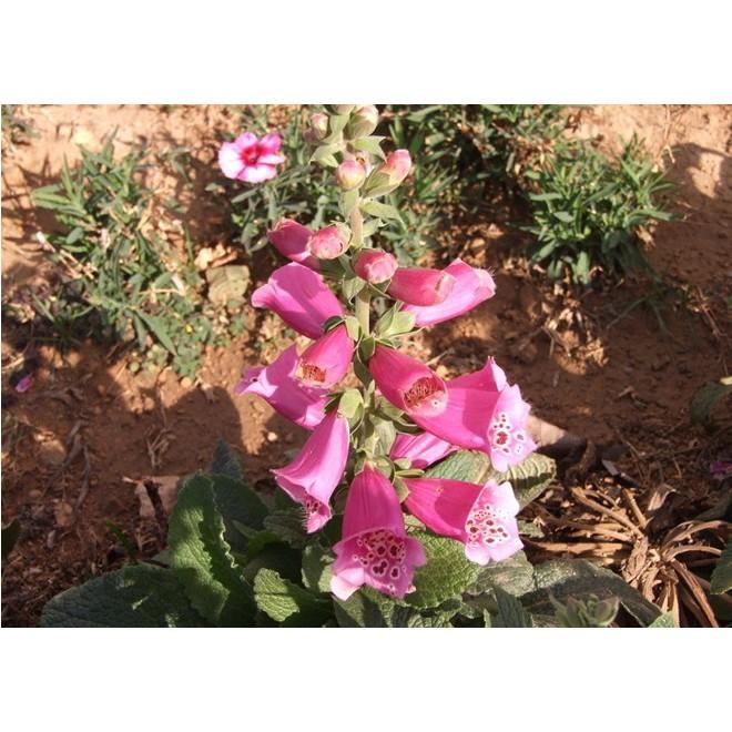 💐 【我想發芽】花卉種子 毛地黃 種子 吊鐘花 自由鐘 金鐘 洋地黃 約60粒/50元-細節圖7