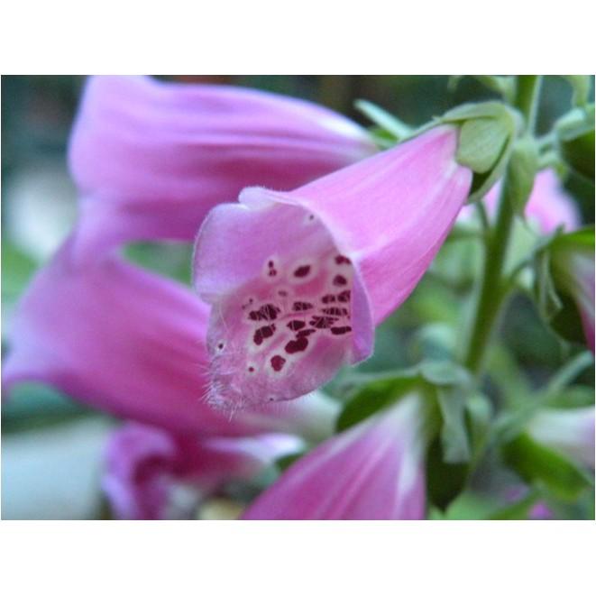 💐 【我想發芽】花卉種子 毛地黃 種子 吊鐘花 自由鐘 金鐘 洋地黃 約60粒/50元-細節圖8