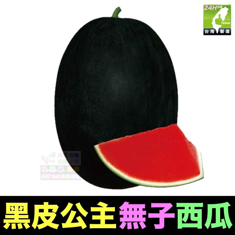 🍉 【我會發芽】水果 黑皮王子 黑皮公主 無子西瓜 種子 無籽 日本引進 抗病性極強 可盆栽 甜度15.5度-細節圖3