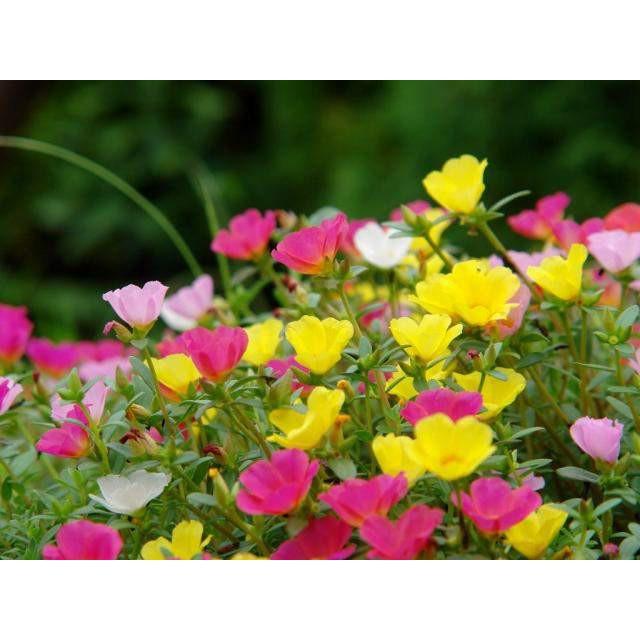 🌺長壽菜 馬齒莧菜(大花牡丹種)種苗 富含Omega3 Ω3 養生 長命菜 幫助消化 排便順暢 可盆栽-細節圖2