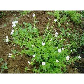 🌺長壽菜 馬齒莧菜(大花牡丹種)種苗 富含Omega3 Ω3 養生 長命菜 幫助消化 排便順暢 可盆栽-細節圖3