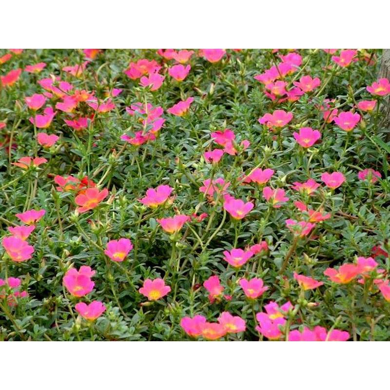 🌺長壽菜 馬齒莧菜(大花牡丹種)種苗 富含Omega3 Ω3 養生 長命菜 幫助消化 排便順暢 可盆栽-細節圖5