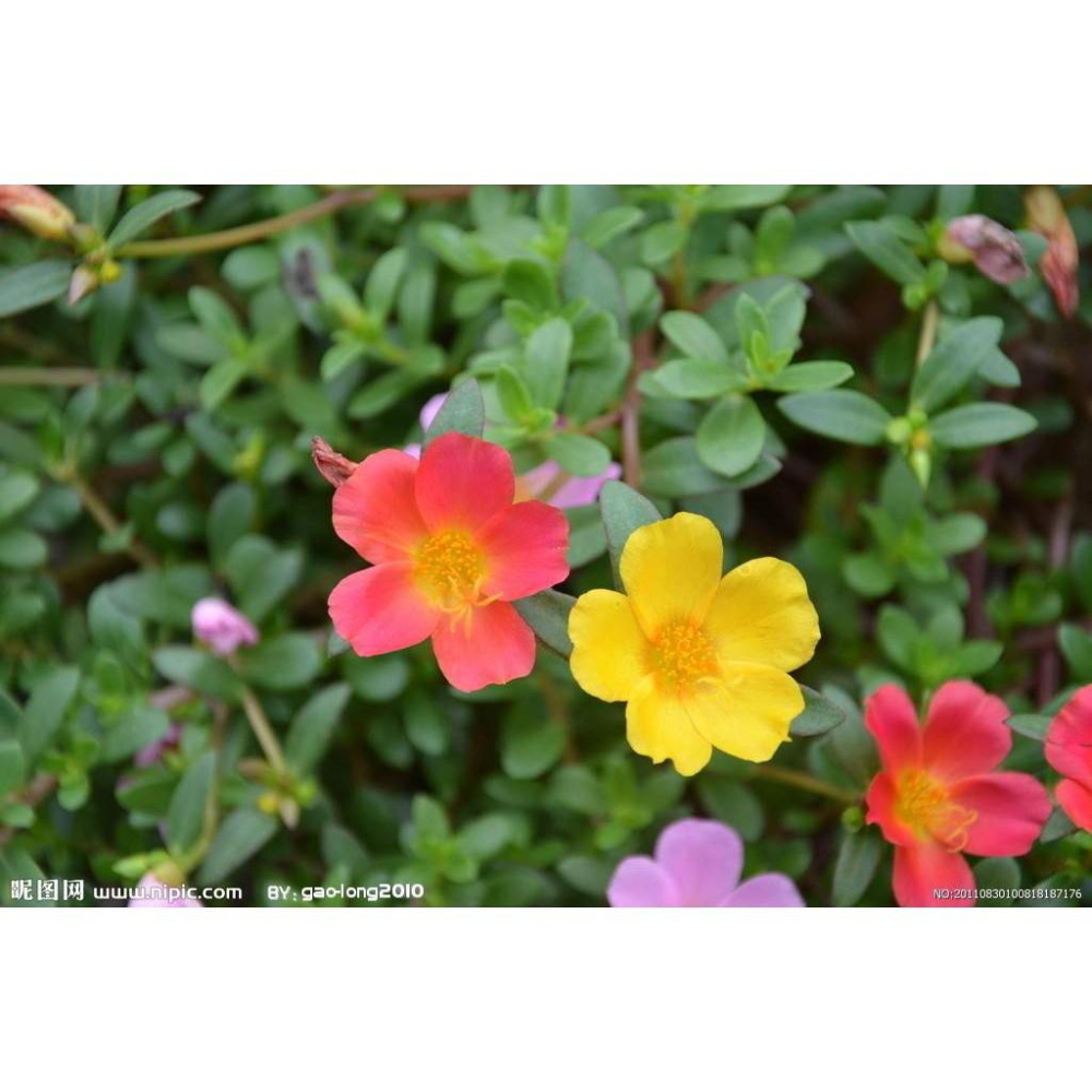 🌺長壽菜 馬齒莧菜(大花牡丹種)種苗 富含Omega3 Ω3 養生 長命菜 幫助消化 排便順暢 可盆栽-細節圖6