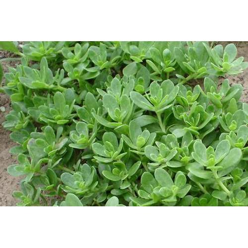 🌺長壽菜 馬齒莧菜(大花牡丹種)種苗 富含Omega3 Ω3 養生 長命菜 幫助消化 排便順暢 可盆栽-細節圖7