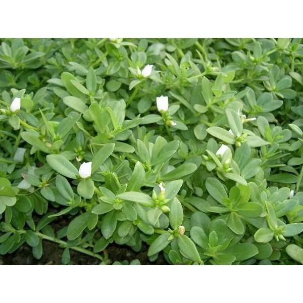 🌺長壽菜 馬齒莧菜(大花牡丹種)種苗 富含Omega3 Ω3 養生 長命菜 幫助消化 排便順暢 可盆栽-細節圖8