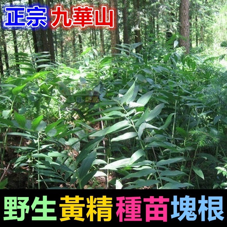 ㊣【正宗】九華山野生 黃精 種苗 塊根 名貴中藥 老虎薑 雞爪參 滋補強身 增強體力 養顏美容 可盆栽-細節圖2