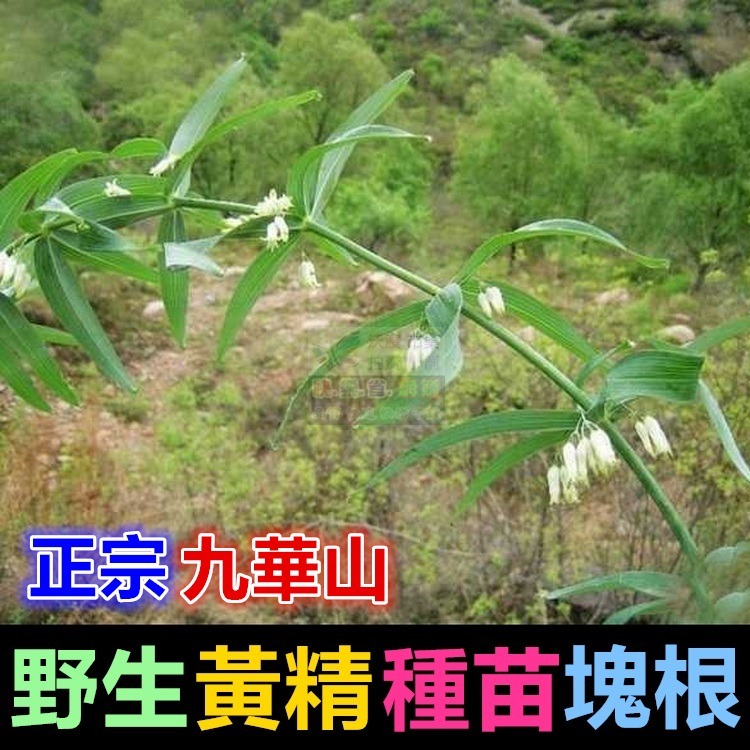 ㊣【正宗】九華山野生 黃精 種苗 塊根 名貴中藥 老虎薑 雞爪參 滋補強身 增強體力 養顏美容 可盆栽-細節圖3