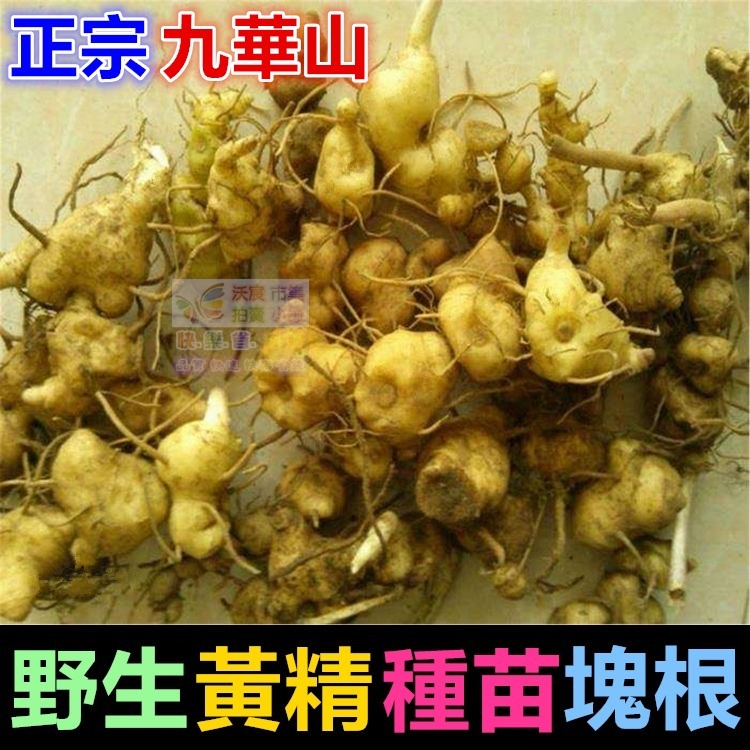 ㊣【正宗】九華山野生 黃精 種苗 塊根 名貴中藥 老虎薑 雞爪參 滋補強身 增強體力 養顏美容 可盆栽-細節圖4