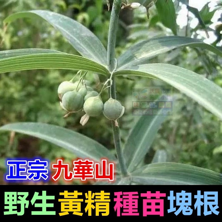 ㊣【正宗】九華山野生 黃精 種苗 塊根 名貴中藥 老虎薑 雞爪參 滋補強身 增強體力 養顏美容 可盆栽-細節圖5