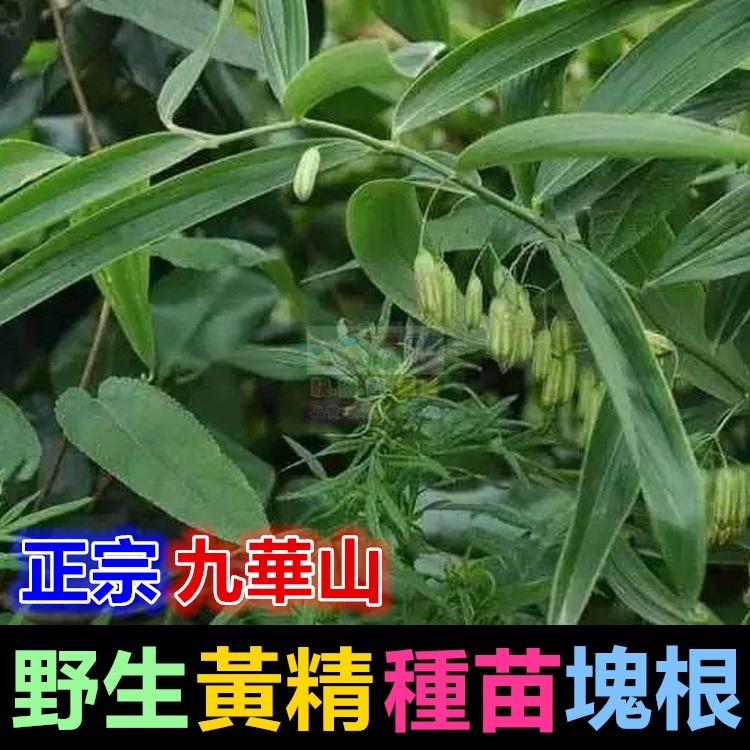 ㊣【正宗】九華山野生 黃精 種苗 塊根 名貴中藥 老虎薑 雞爪參 滋補強身 增強體力 養顏美容 可盆栽-細節圖6
